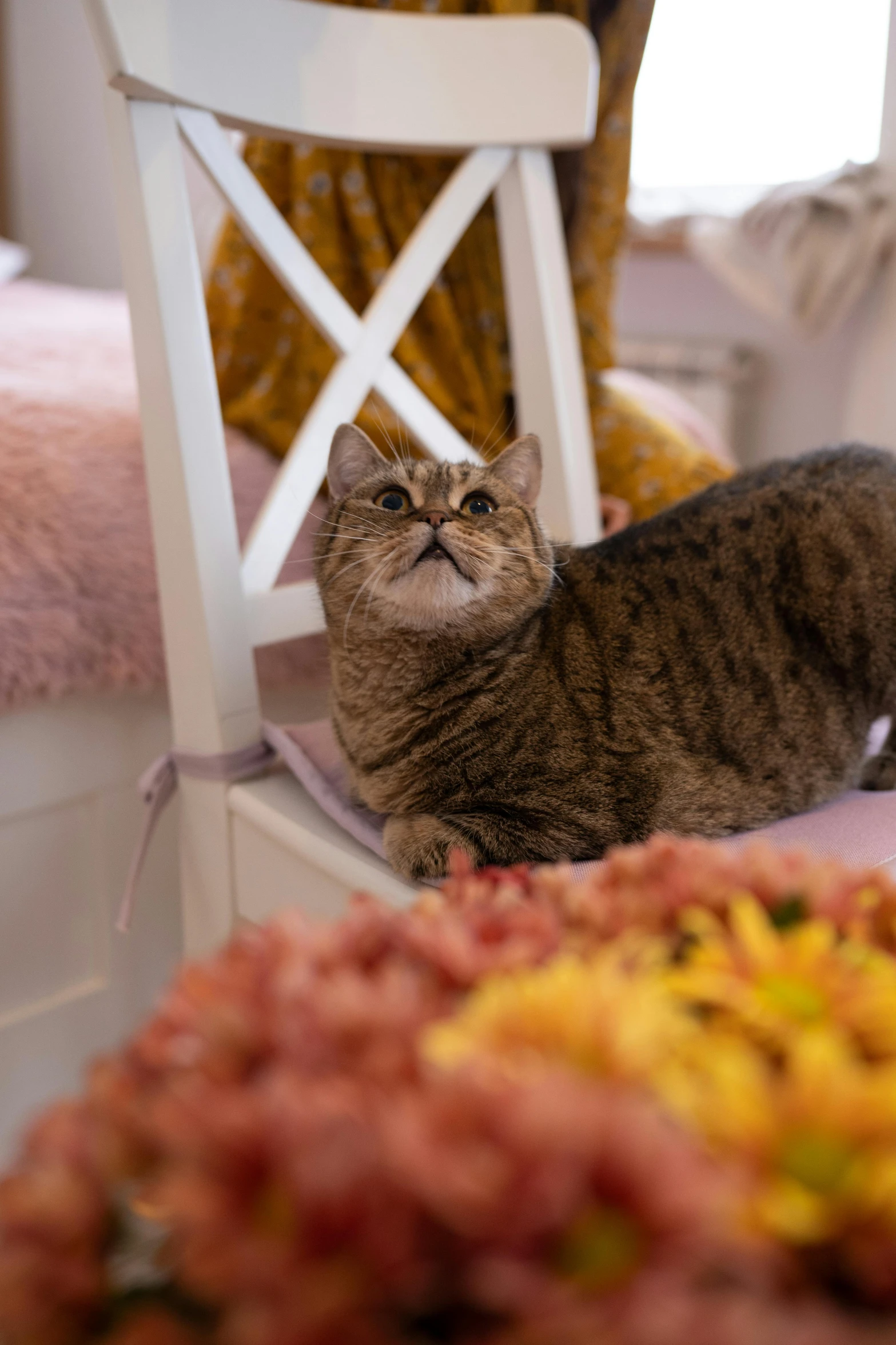 a cat sitting in a chair staring up at the camera