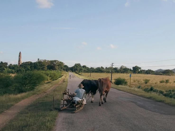 a cow and a man on a motorcycle walking down the street