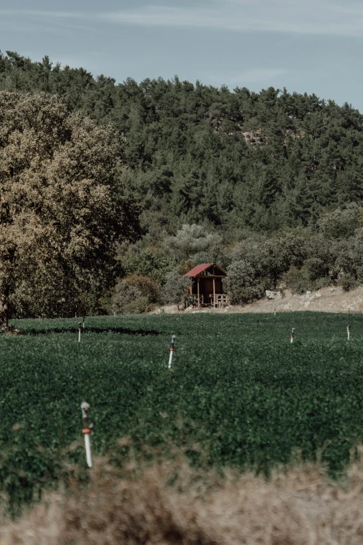 two people standing in the grass near a forest