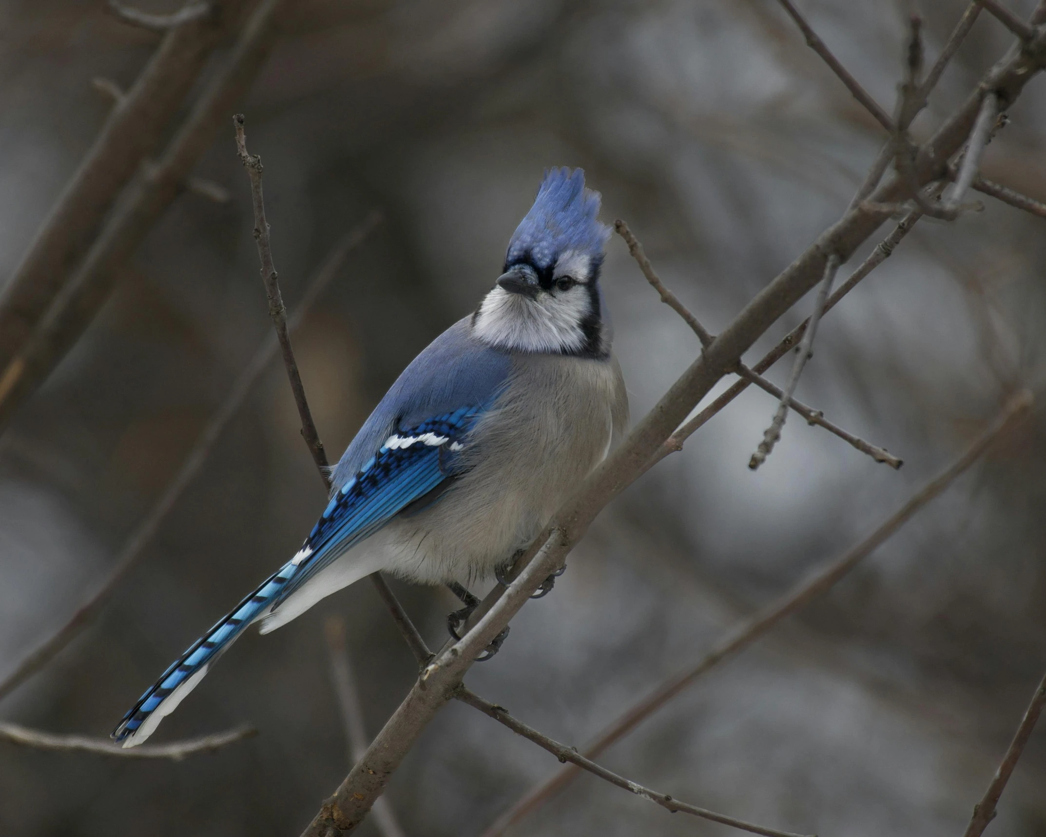 blue jay perched on nch, on cold day