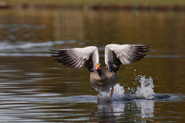 there are two birds taking a bath in the water