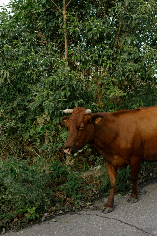 the big cow is eating grass next to the trees