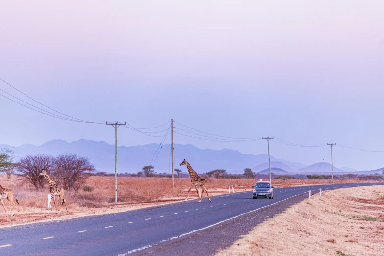 a long road with some giraffes standing near it