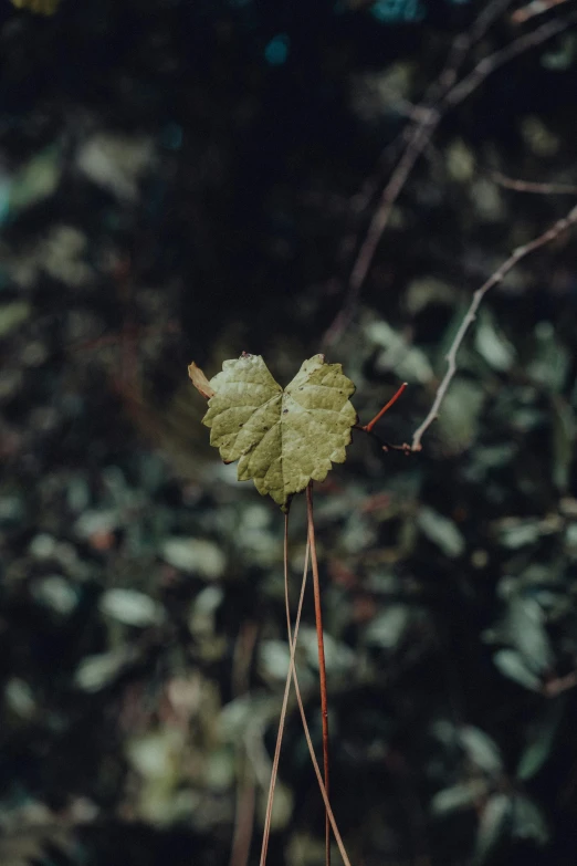 the top of an unripe leaf hangs on a tree nch