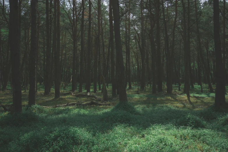 an image of a lush green area in the woods