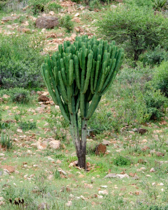 there is an image of a big cactus in the field