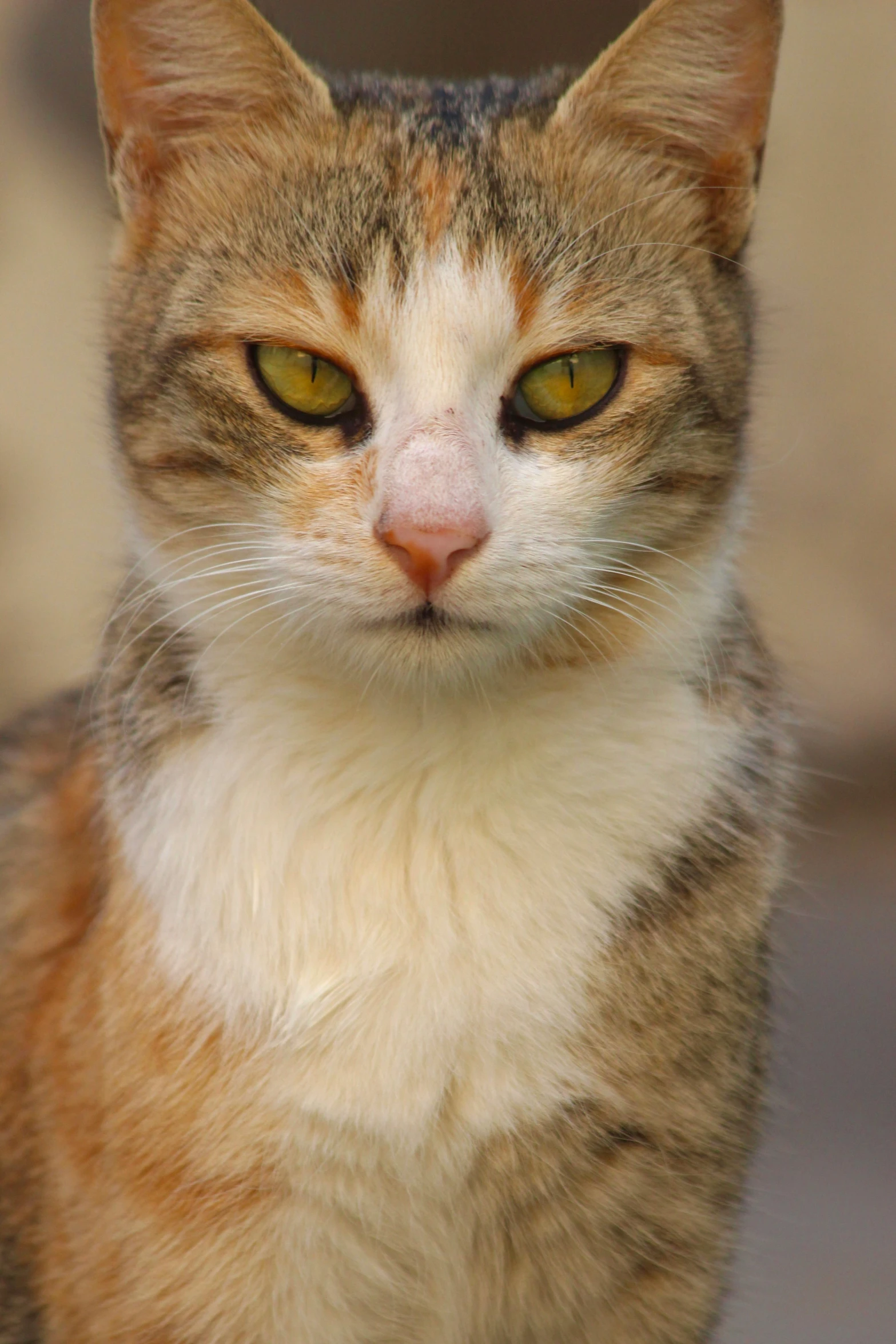 a very cute brown and white cat with yellow eyes