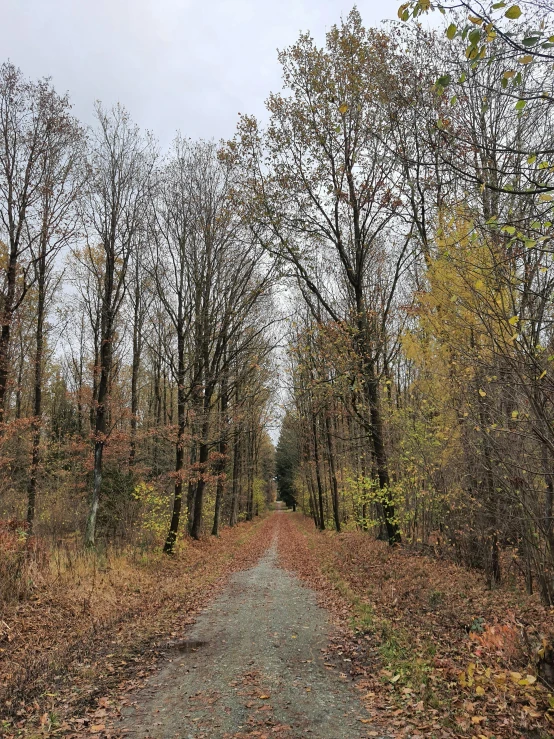 a gravel road in the middle of some forest with trees