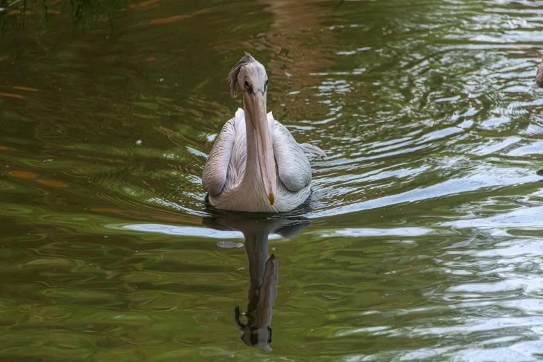 a bird is swimming on the water with another bird nearby