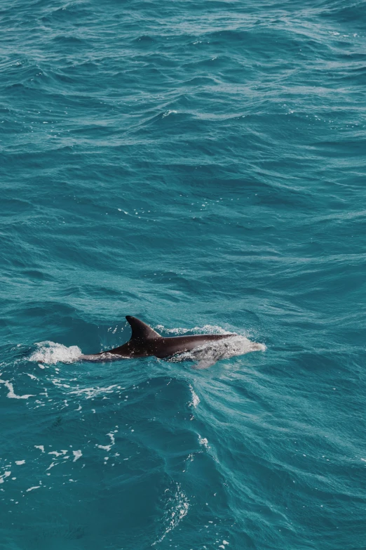 a dolphin is swimming in a body of water