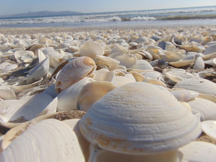 shells on the sand of a beach near a body of water