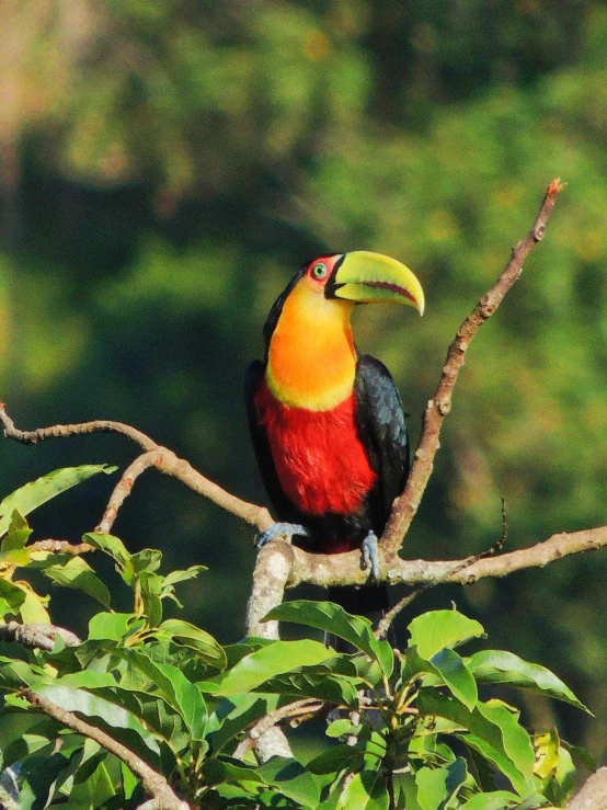 a colorful bird is perched on the top of a tree nch