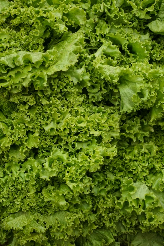an assortment of green leafy vegetables are seen in this close up s