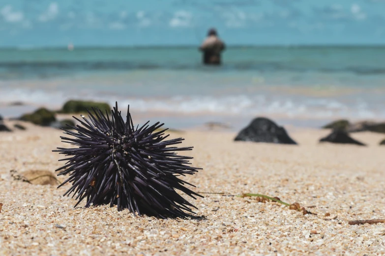 a sea urchin on the beach near the ocean