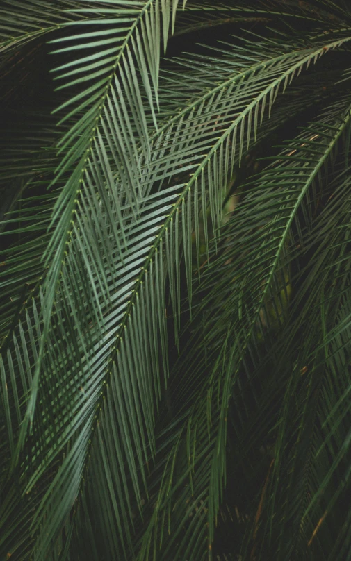 closeup of a palm tree leaf with white fronds