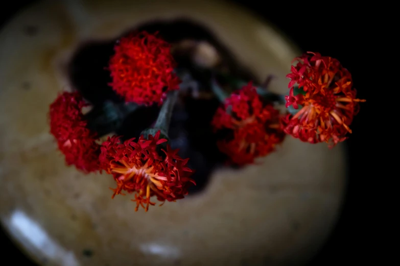 small red flowers on a stone plate