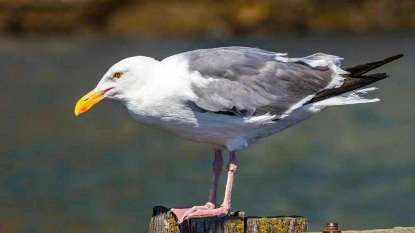 a bird sitting on the side of a dock near water