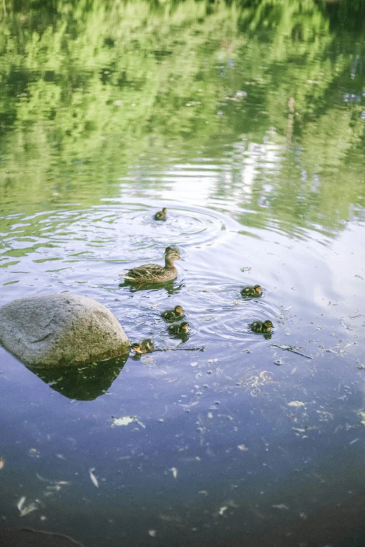 ducks swimming next to each other in water