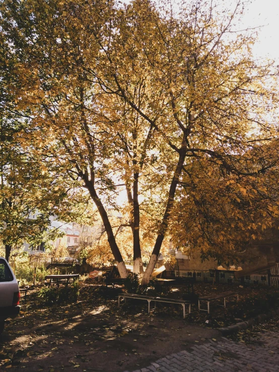 a large tree with leaves is surrounded by two cars
