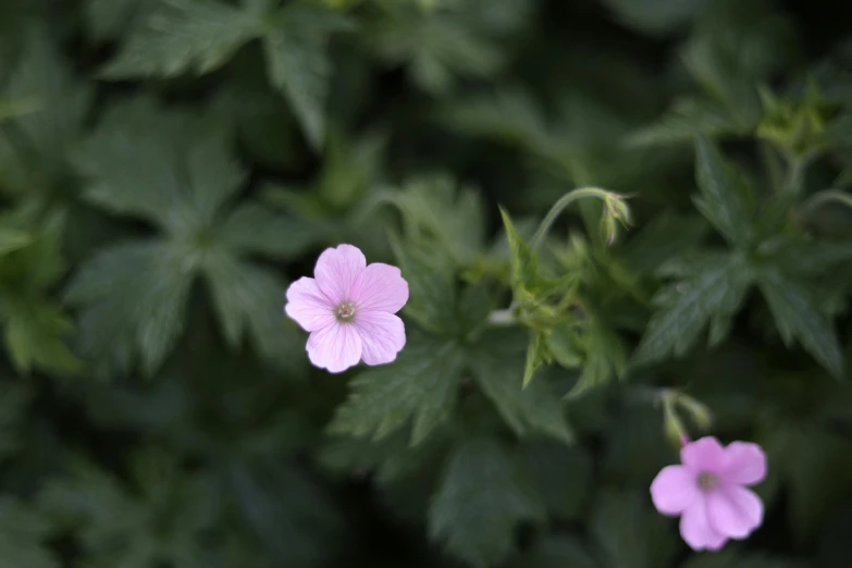 small purple flowers growing in the shade