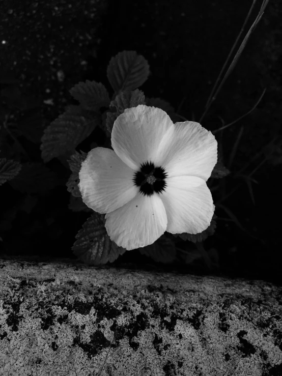 an image of white flower blooming from the base