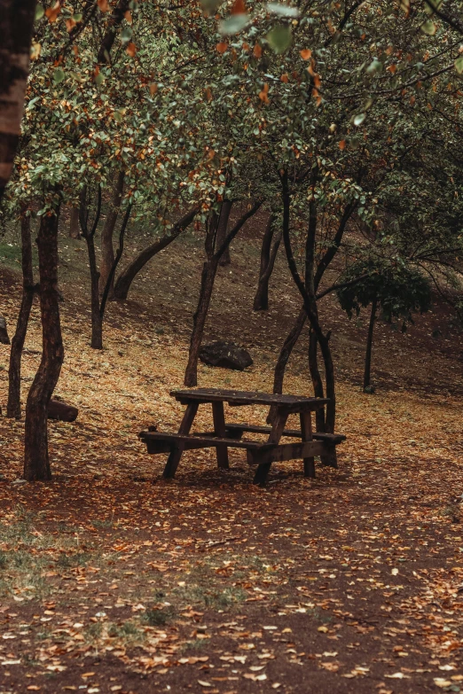 a wooded area with a wooden table and many leaf covered trees