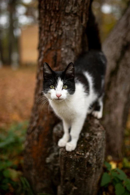 a cat that is standing on a stump