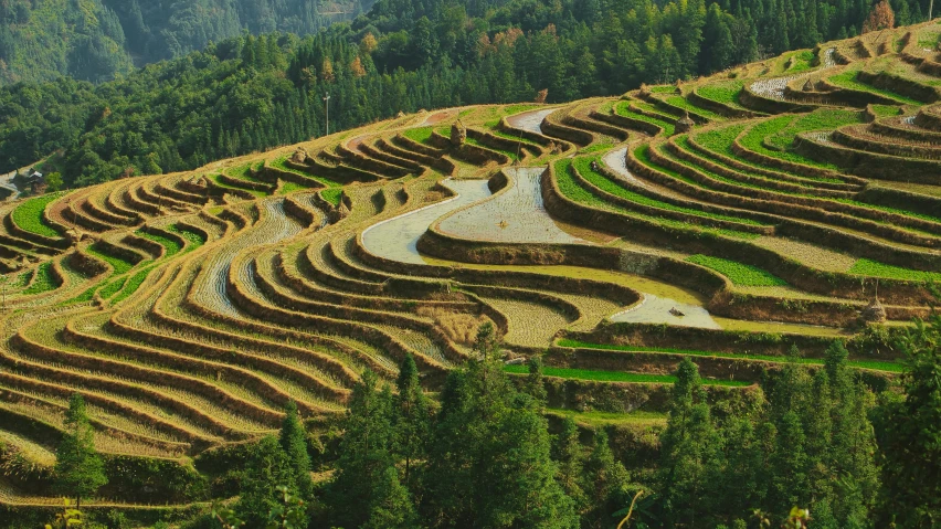 terraces sit in the mountainous region of northern vietnam