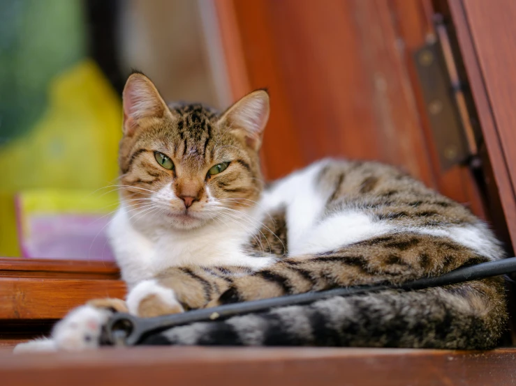 a cat laying on top of a window sill