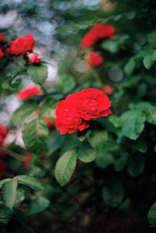 some red roses are in the midst of many green leaves