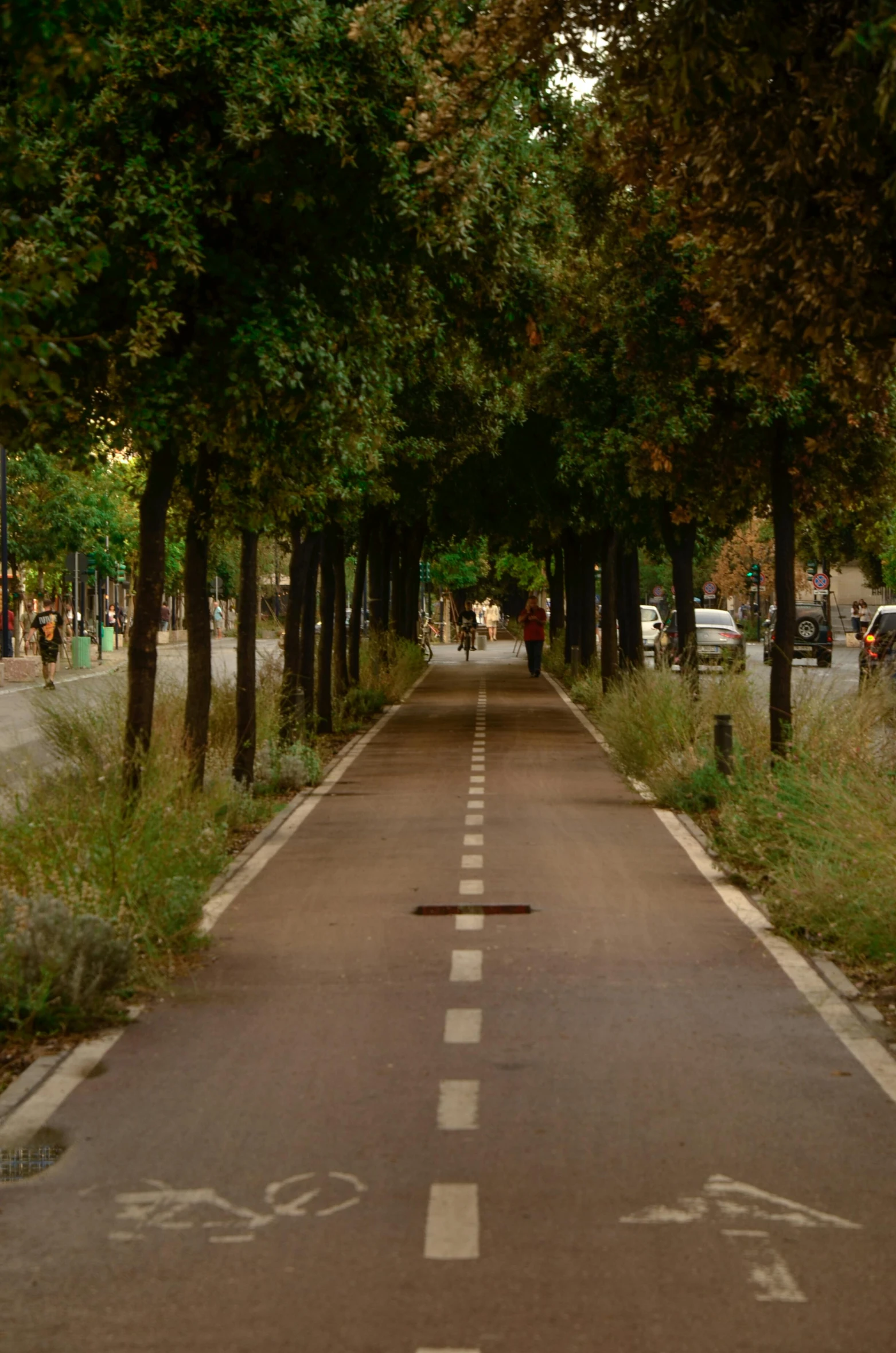 the paved bike path is flanked by many trees