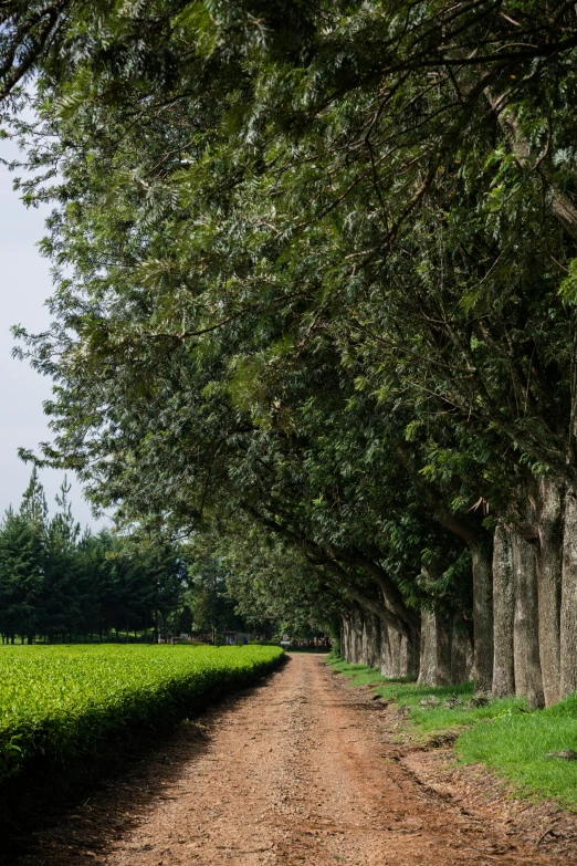 a dirt path that runs between trees in a lush green field