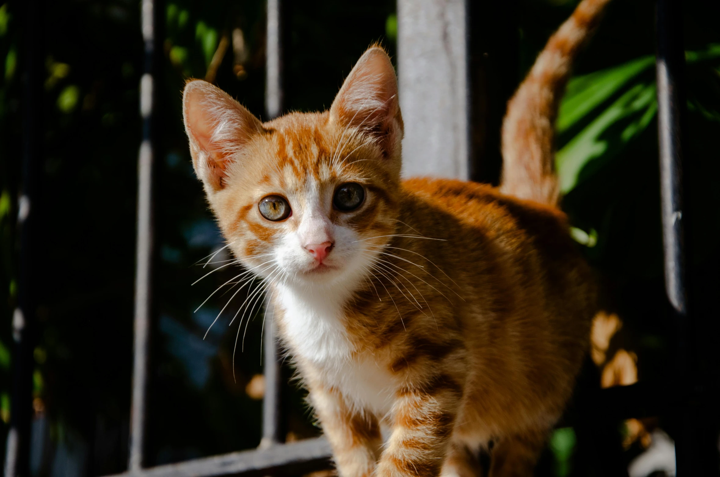 a cat on a fence looking towards the camera