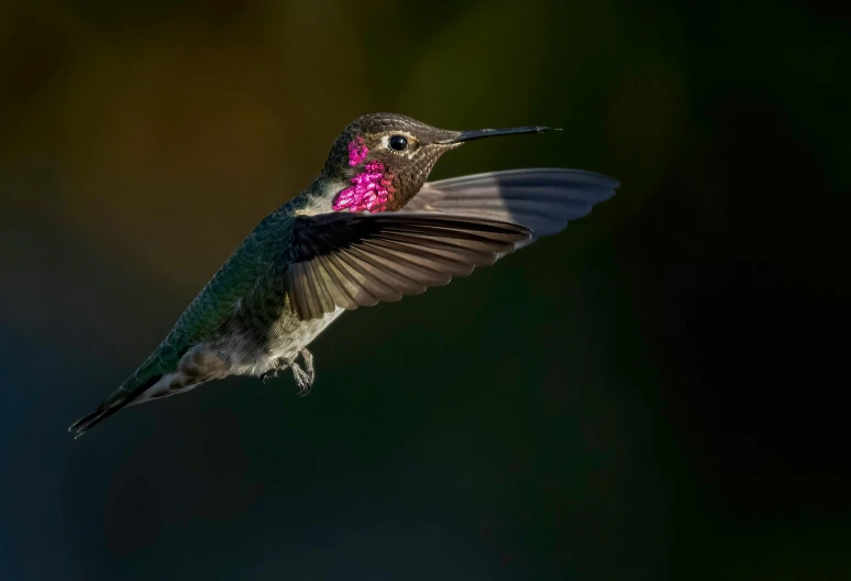 a hummingbird in flight with its beak raised