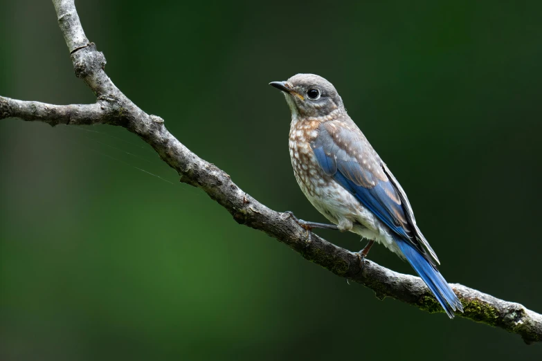 a bird perched on a small tree nch