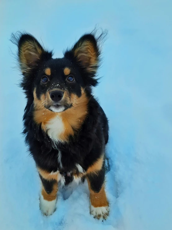 a brown and black dog standing on top of snow covered ground