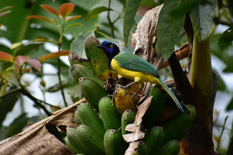 a colorful bird is standing on a banana tree