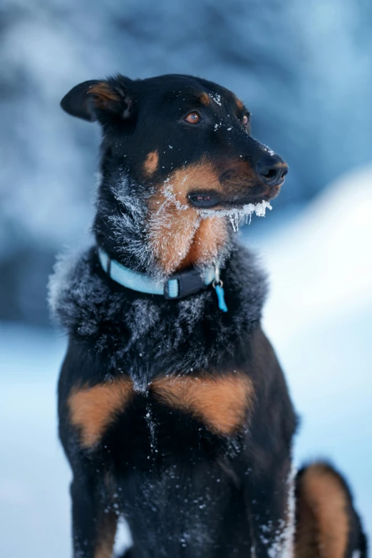 a dog sitting in the snow in front of a building