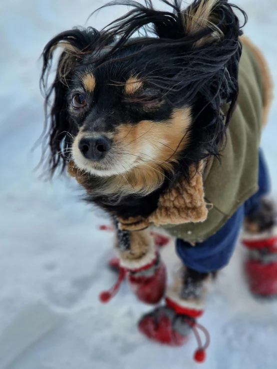 a small black and tan dog wearing red booties