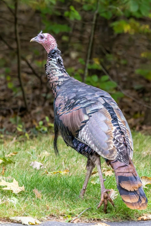 a close up of a turkey on grass near trees