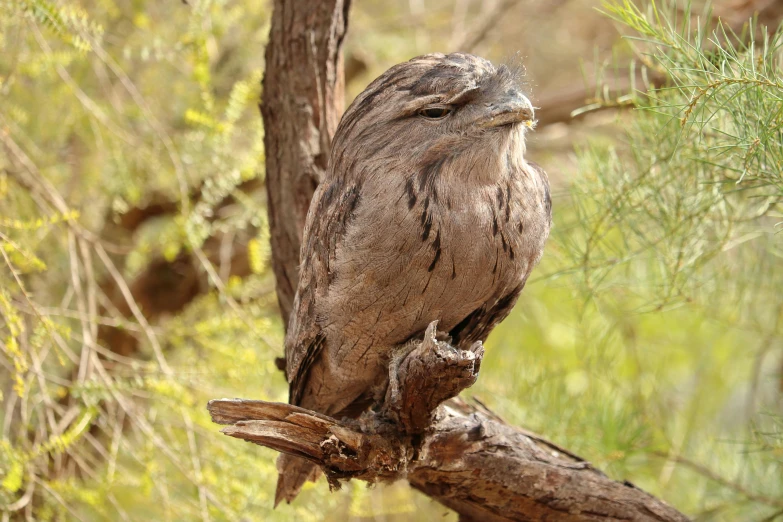 a bird perched on top of a tree nch