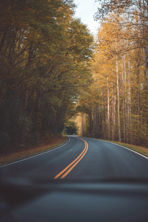 a car is driving down the road between tall trees