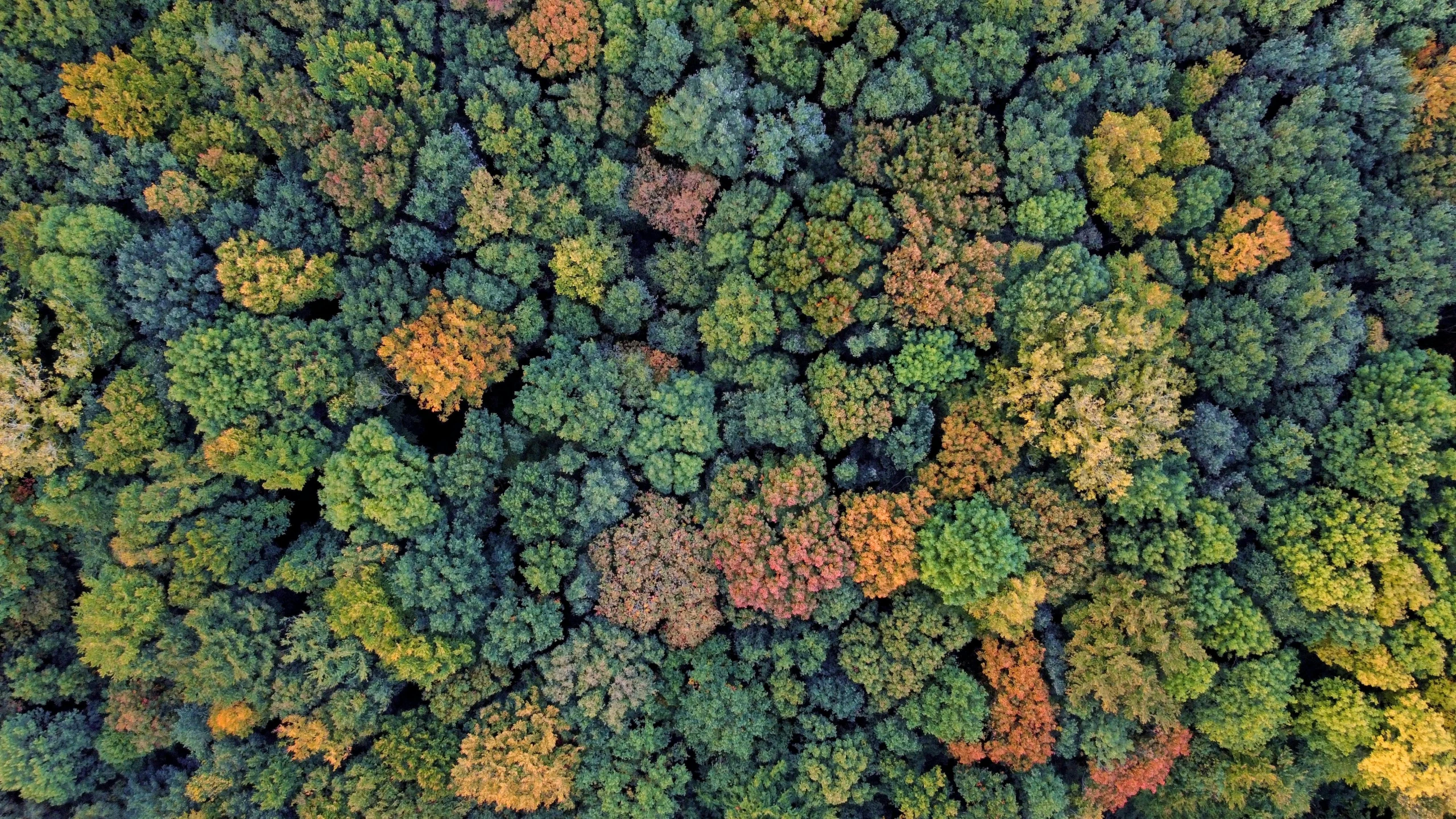 a large forest of trees with leaves turning colors