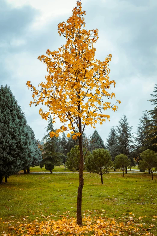 there is a tree that has yellow leaves around it