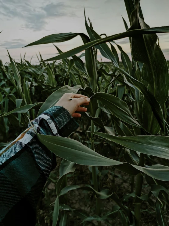 a person reaching up into the top of a green plant