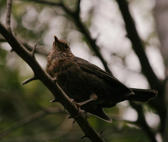 a brown bird perched on top of a tree nch