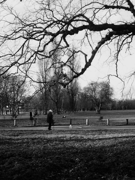 an area in a park with many trees and nches