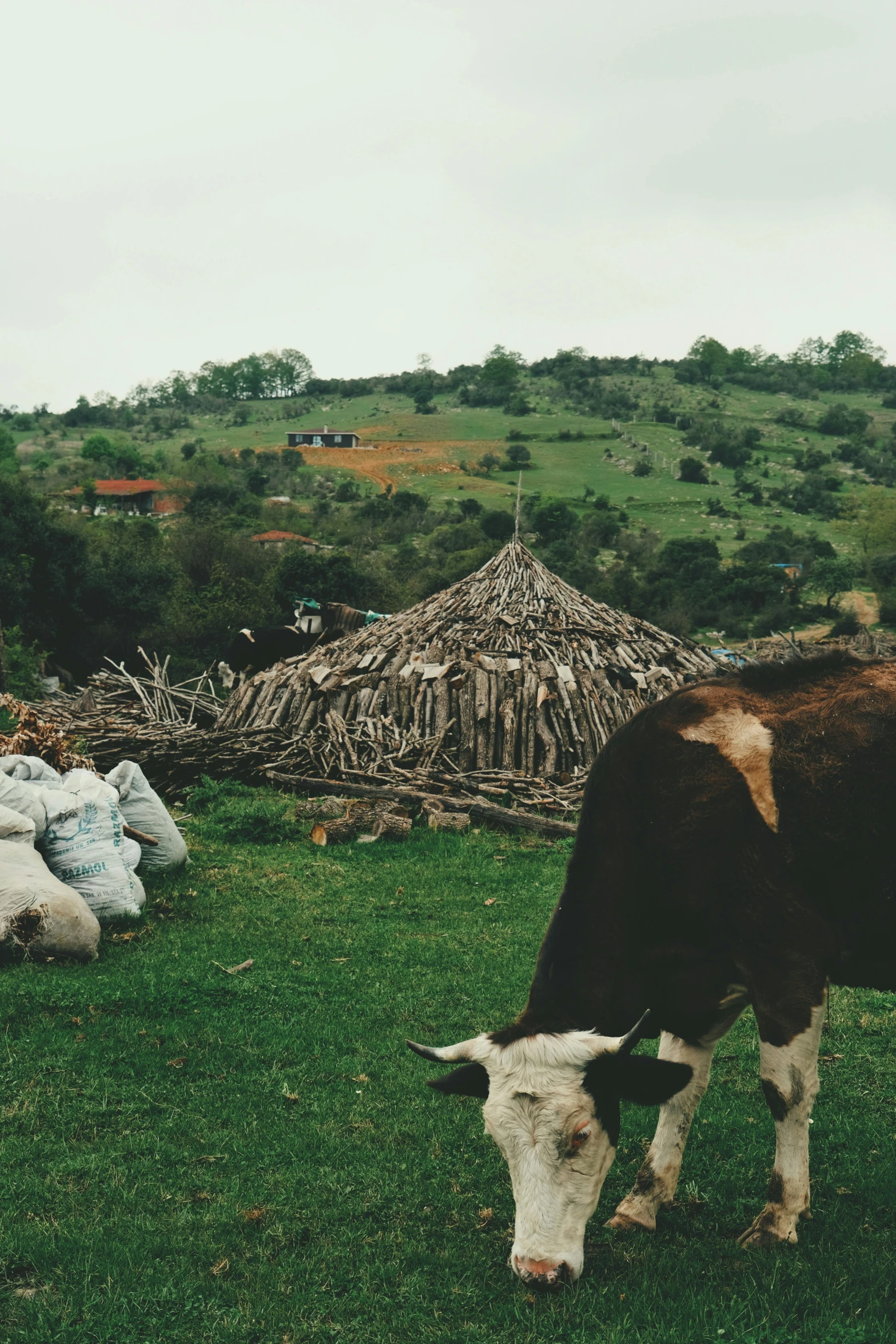 a brown and white cow grazing on grass next to a mountain