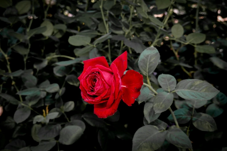 a red rose surrounded by leaves is being displayed