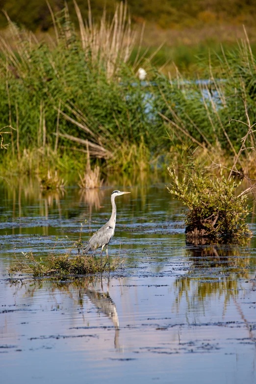 a white egret wading in the water with its reflection